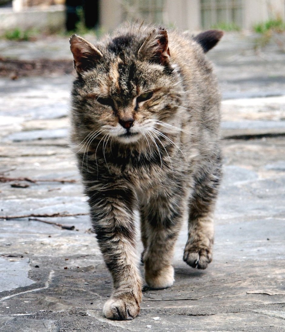 Коты с человеческим лицом