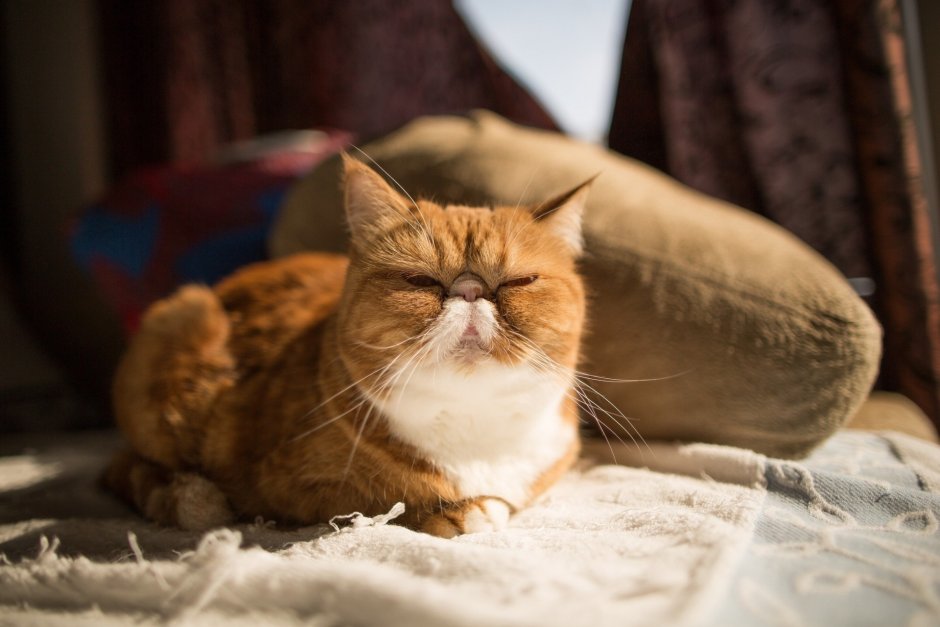 Кот щурится
