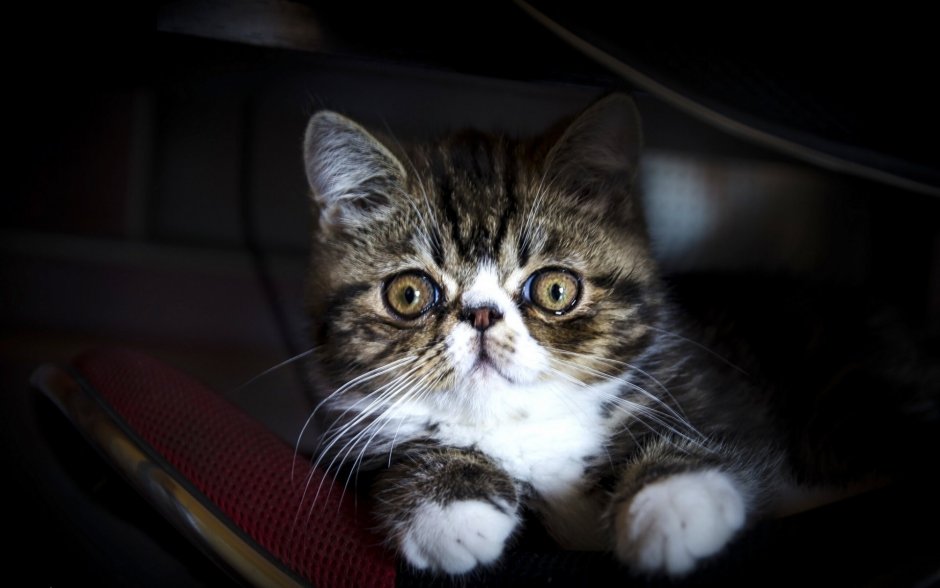 Белый экзот котенок
