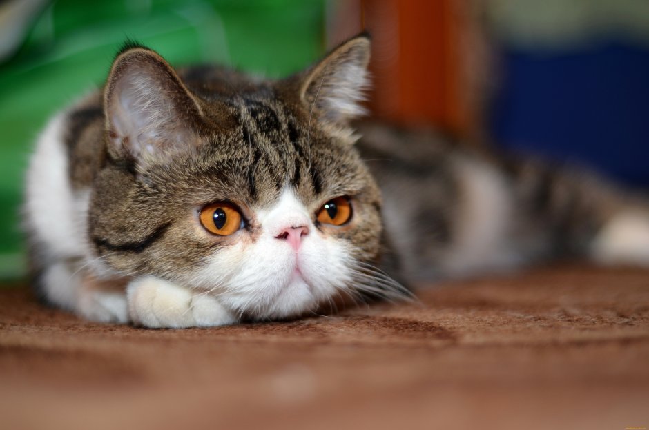 Скромный кот