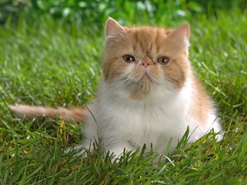 Котики фото