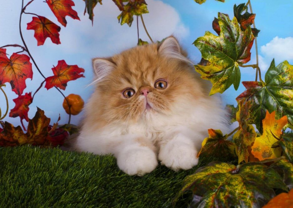 Экзотические короткошерстные котята