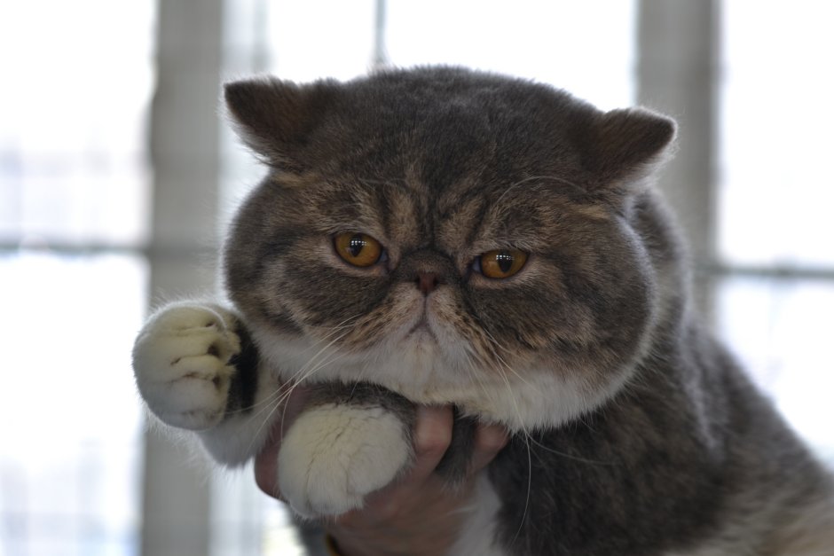 Экзотическая кошка