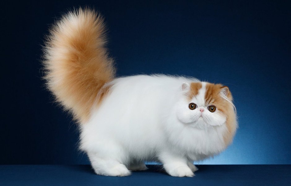 Экзотическая кошка Манчкин