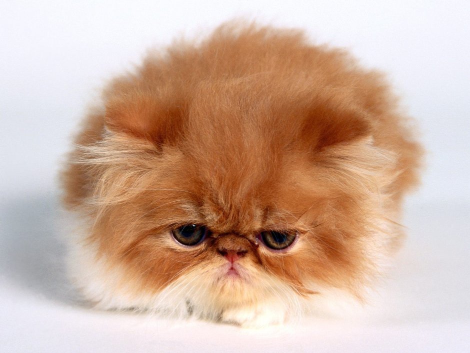 Персидский кот