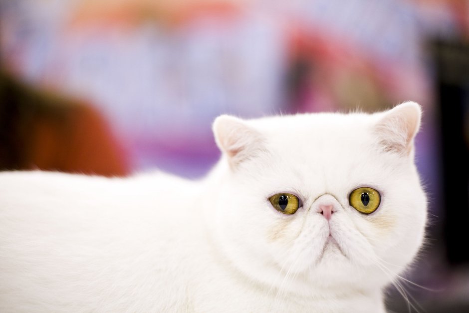 Кот экзот белый