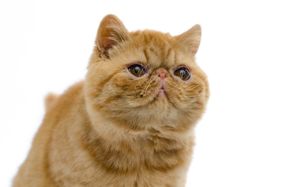 Экзот кошка