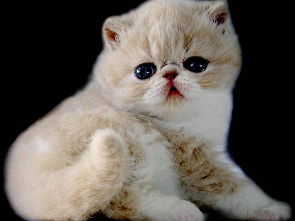 Кошки породы экзот
