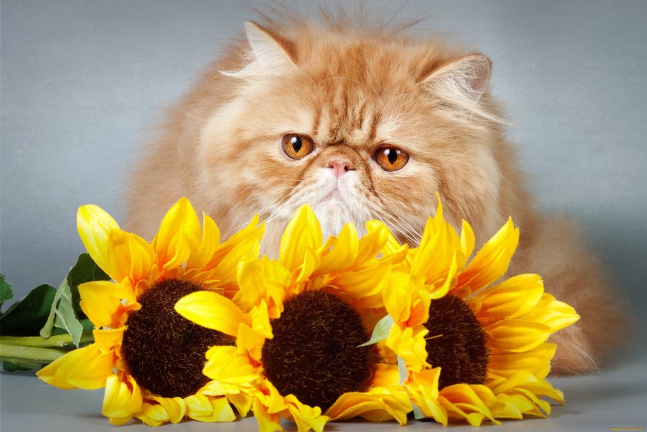 Кот с цветами