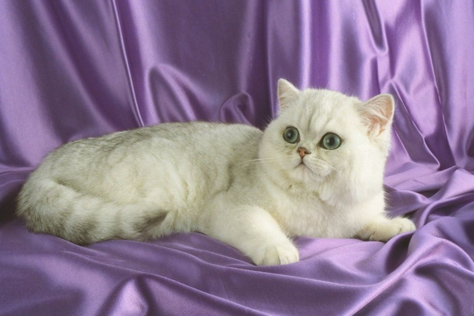 Экзот шиншилла