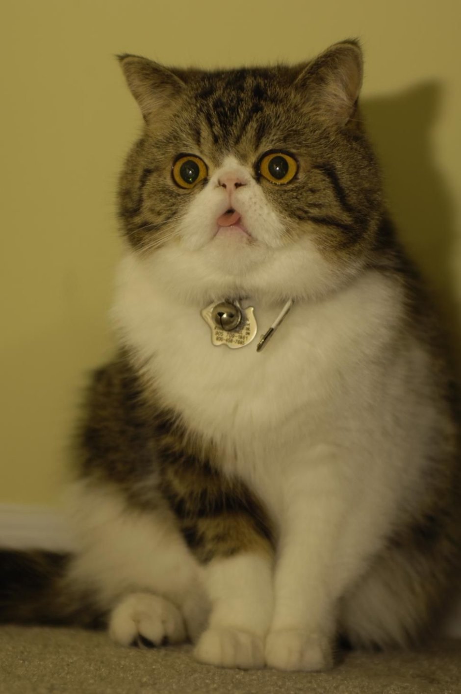 Котики смешные
