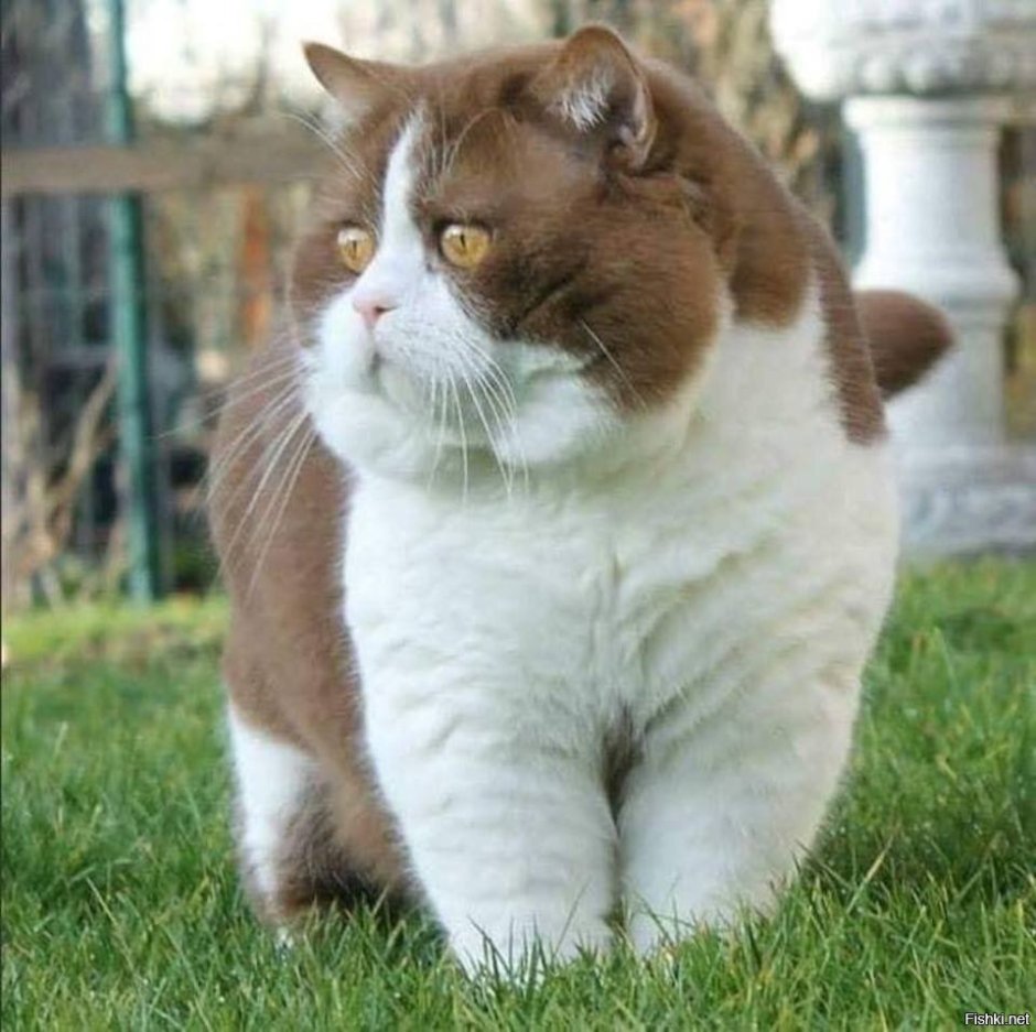 Толстый кот