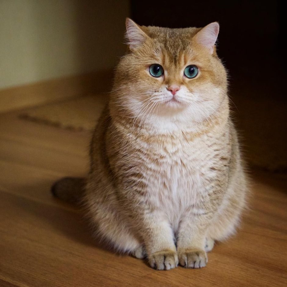 Скоттиш страйт Хосико серый