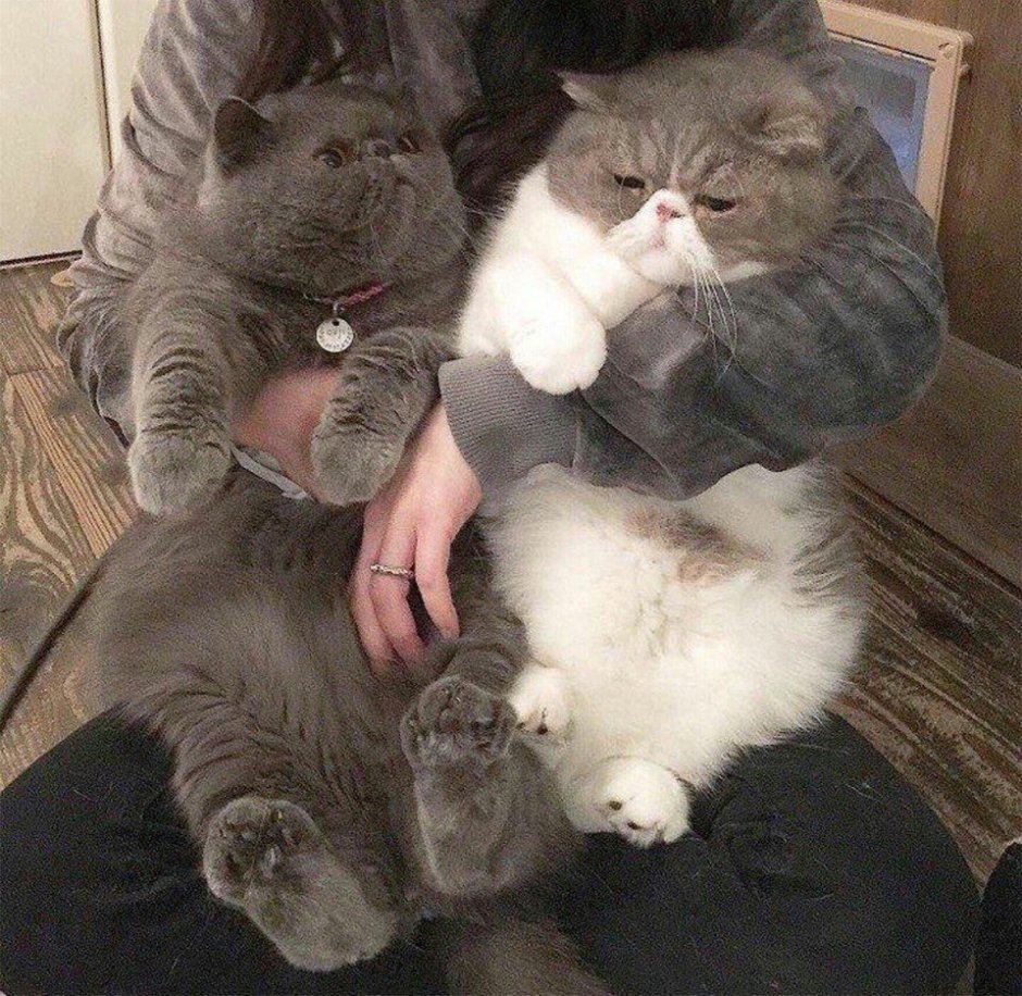 Два толстых котика