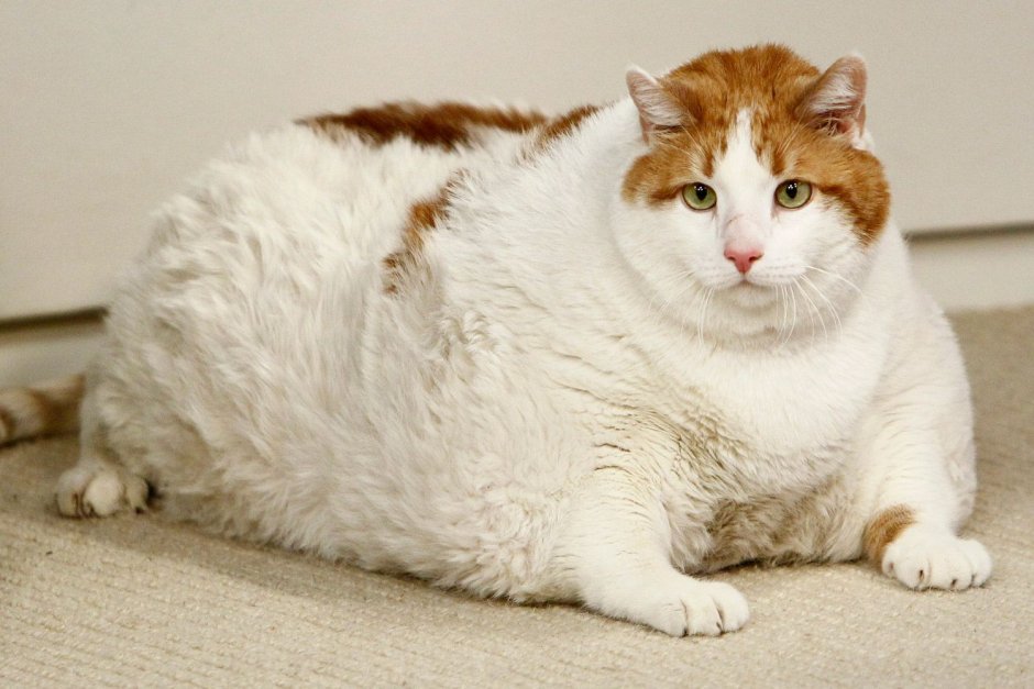 Толстый кот