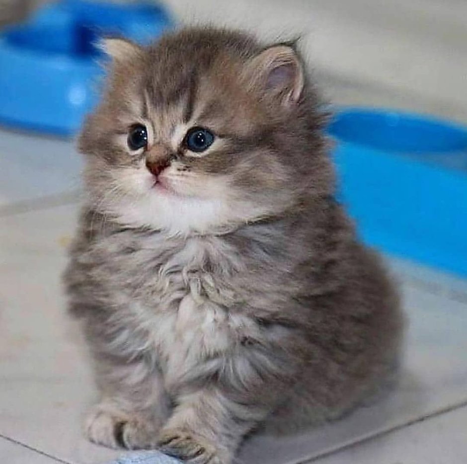 Маленькие котята пушистые толстенькие