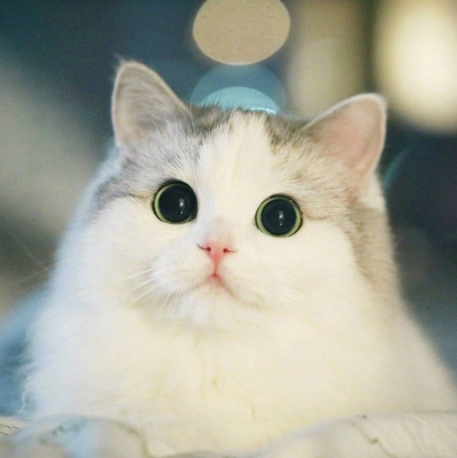 Милые коты