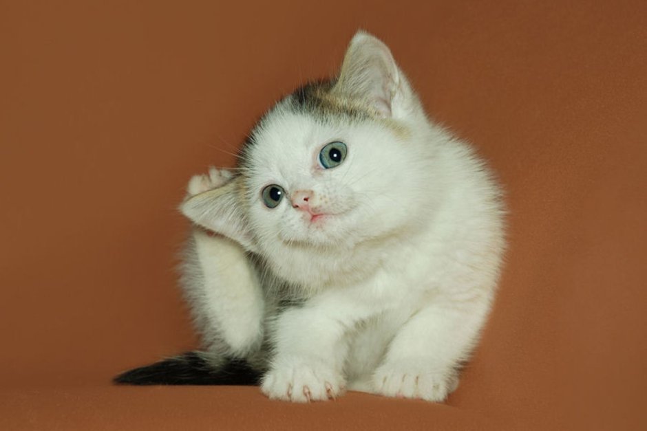 Мотиваторы котята
