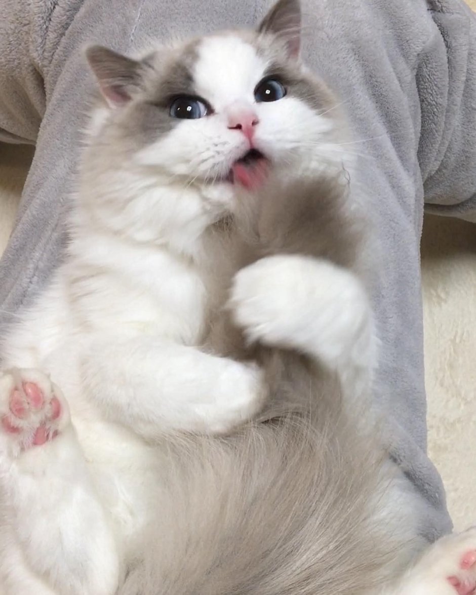 Эстетические котики