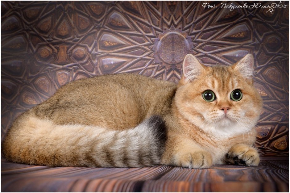 Шотландская короткошерстная Золотая шиншилла