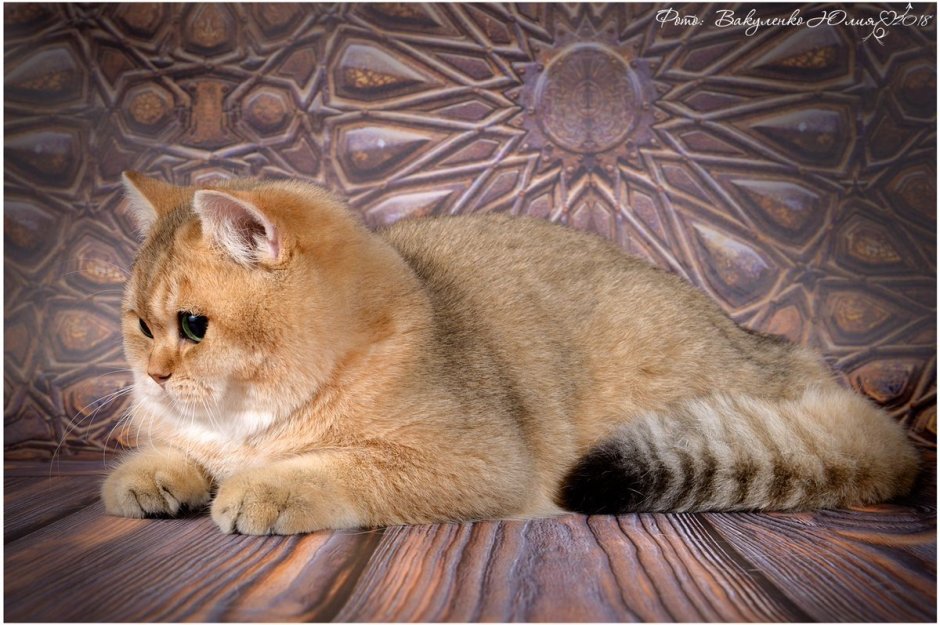 Золотой британский кот
