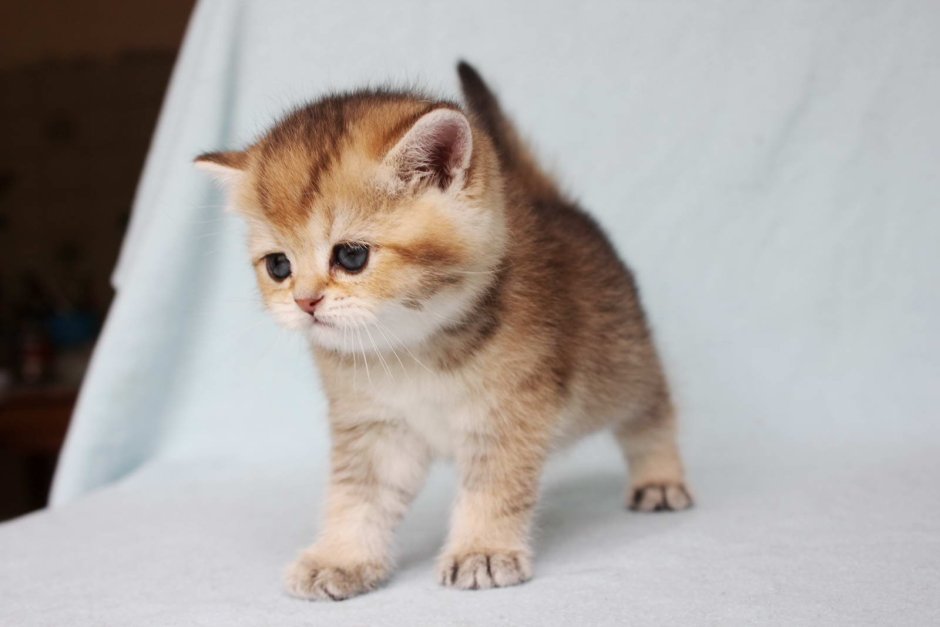 Манчкин короткошерстный британский
