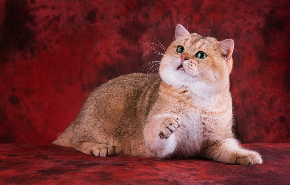 Манчкин Британская шиншилла