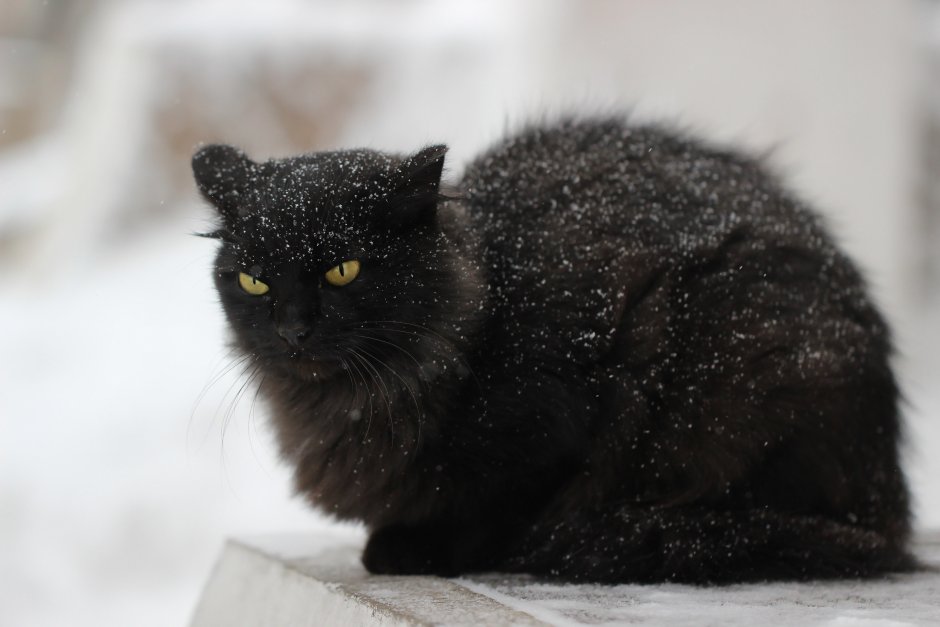 Черный кот зимой
