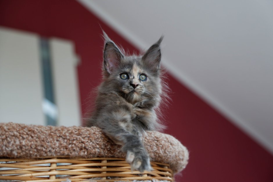Британский котенок 1.5 месяца