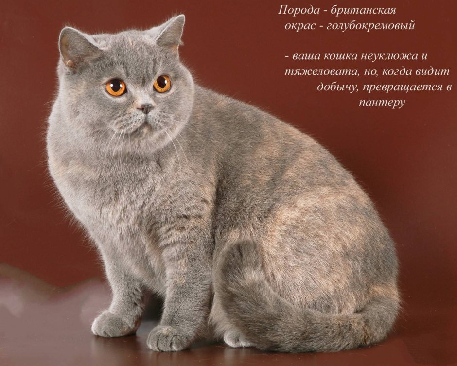 Голубокремовый черепаховый
