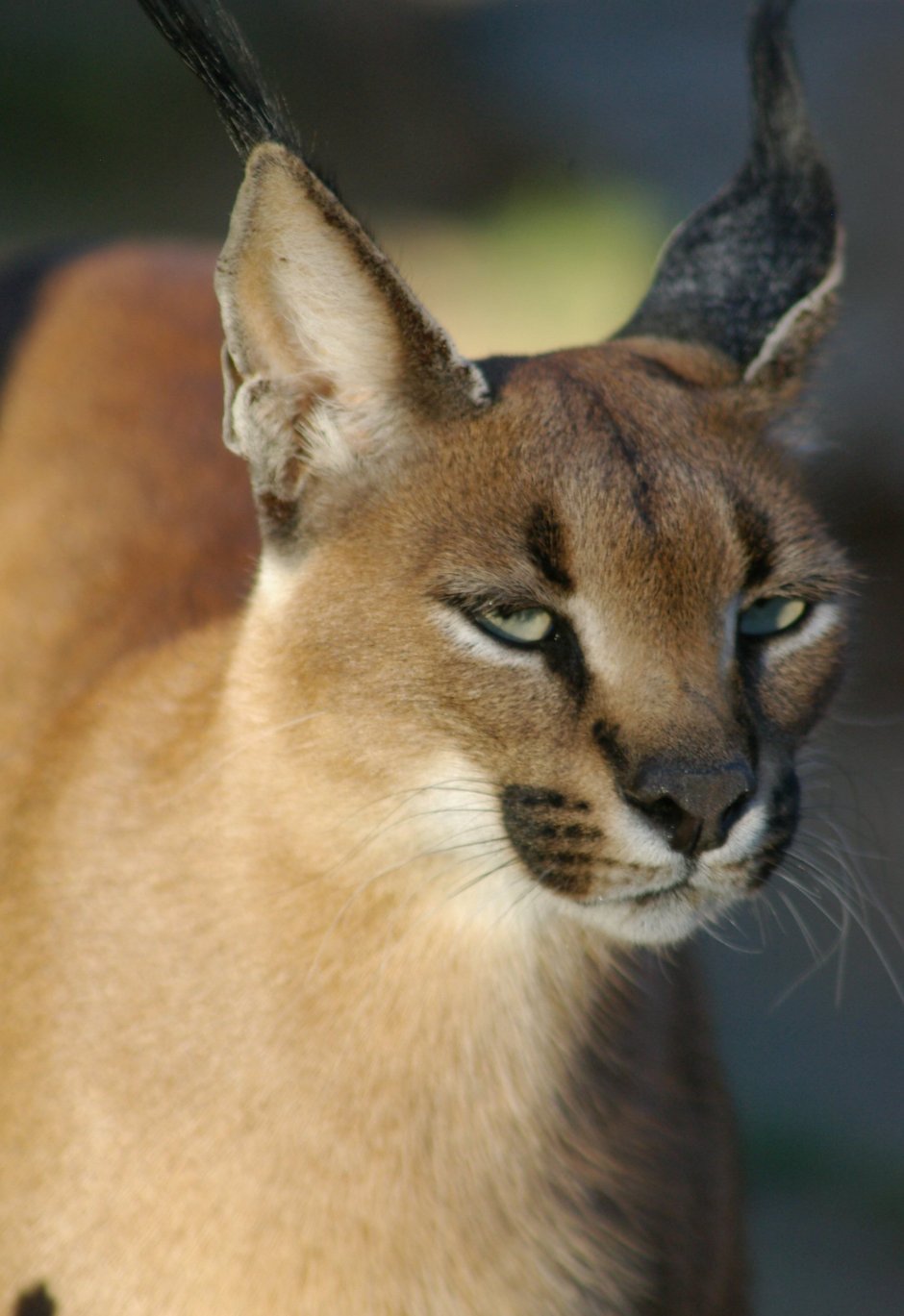 Каракал меланист