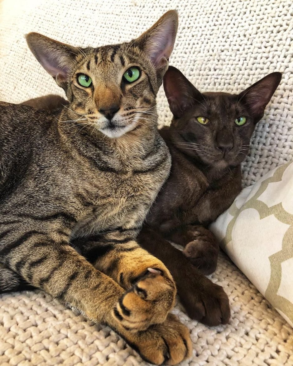 Рысь каракал