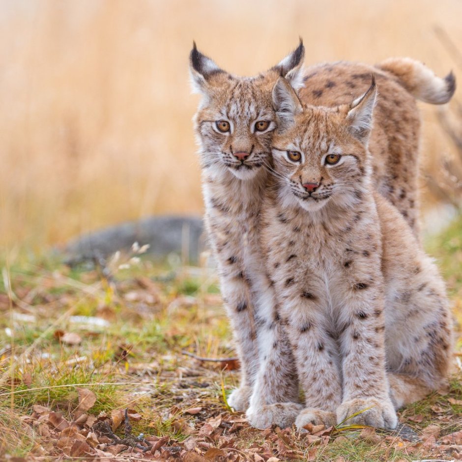 Каракал пустынная Рысь домашняя