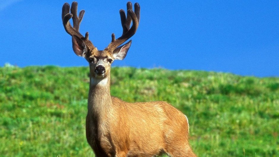 Канадская Снежная Рысь