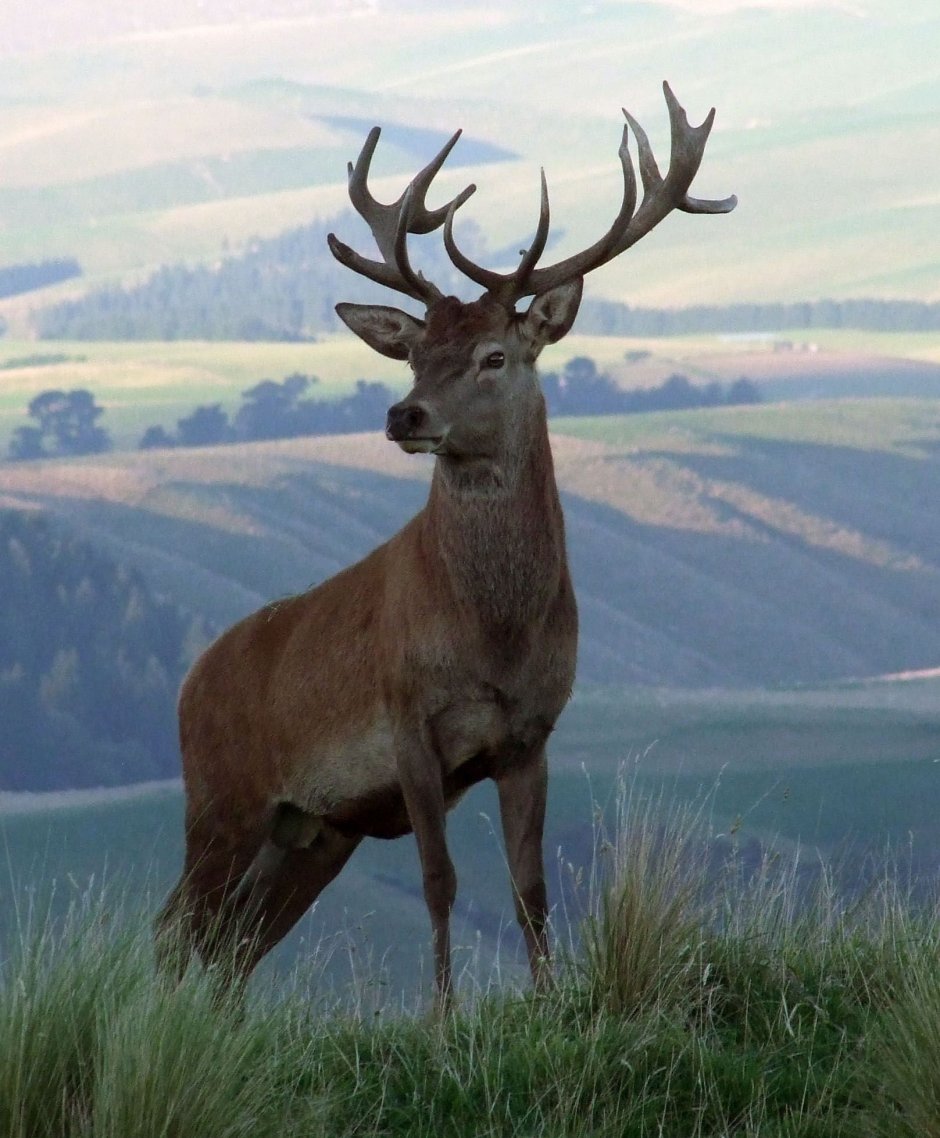 Благородный олень и олениха