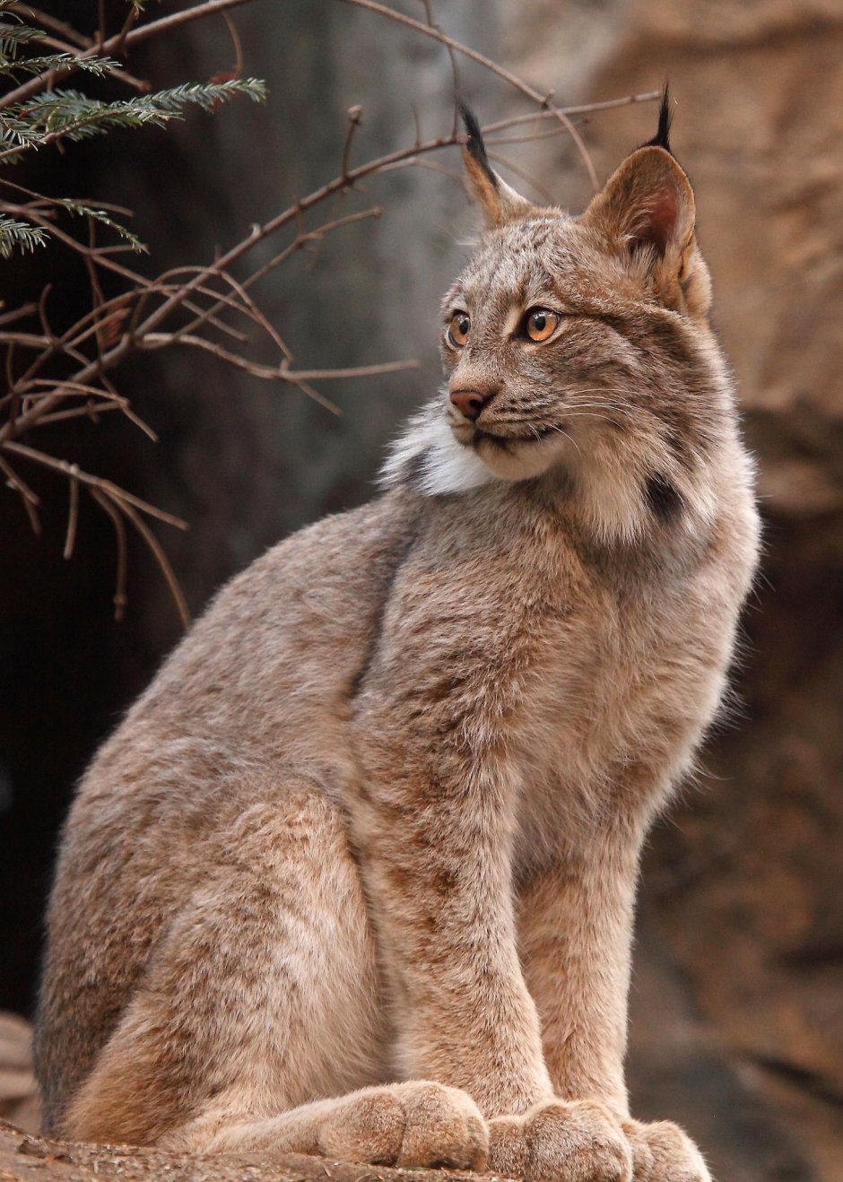 Каракал гера