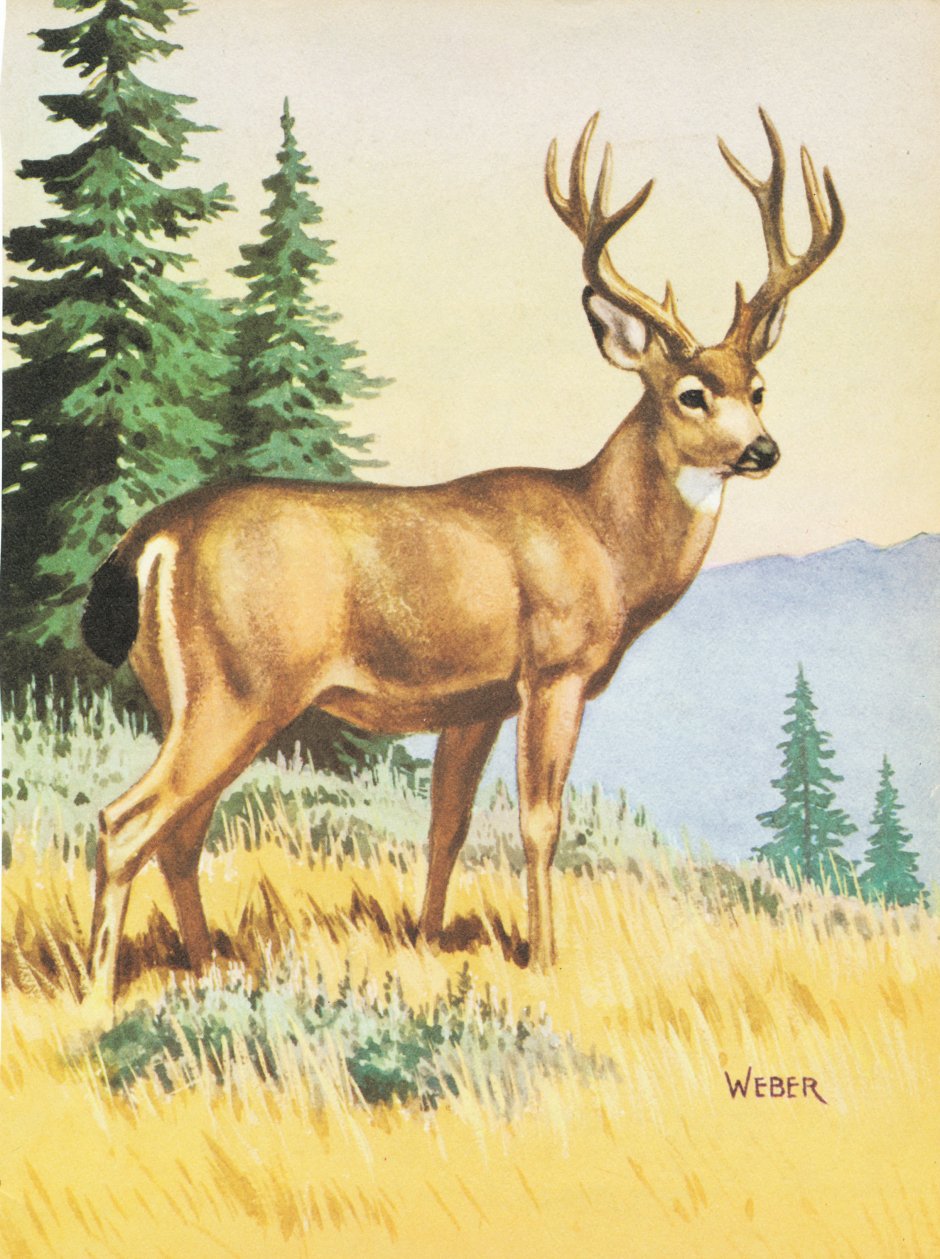 Адопты коты Воители арт