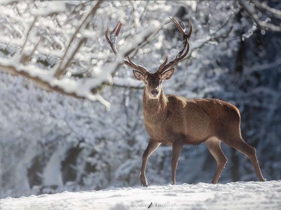 Олень в природе