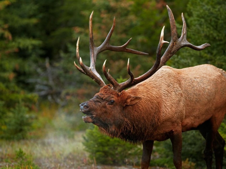 Олениха вельвет