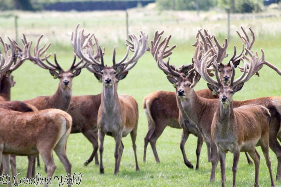 Карельская Рысь