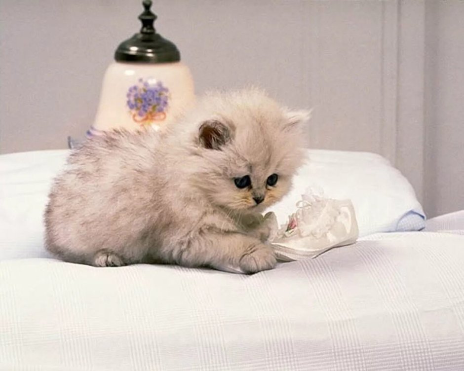 Котята милые и пушистые маленькие