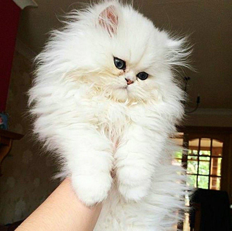 Персидская кошка альбинос