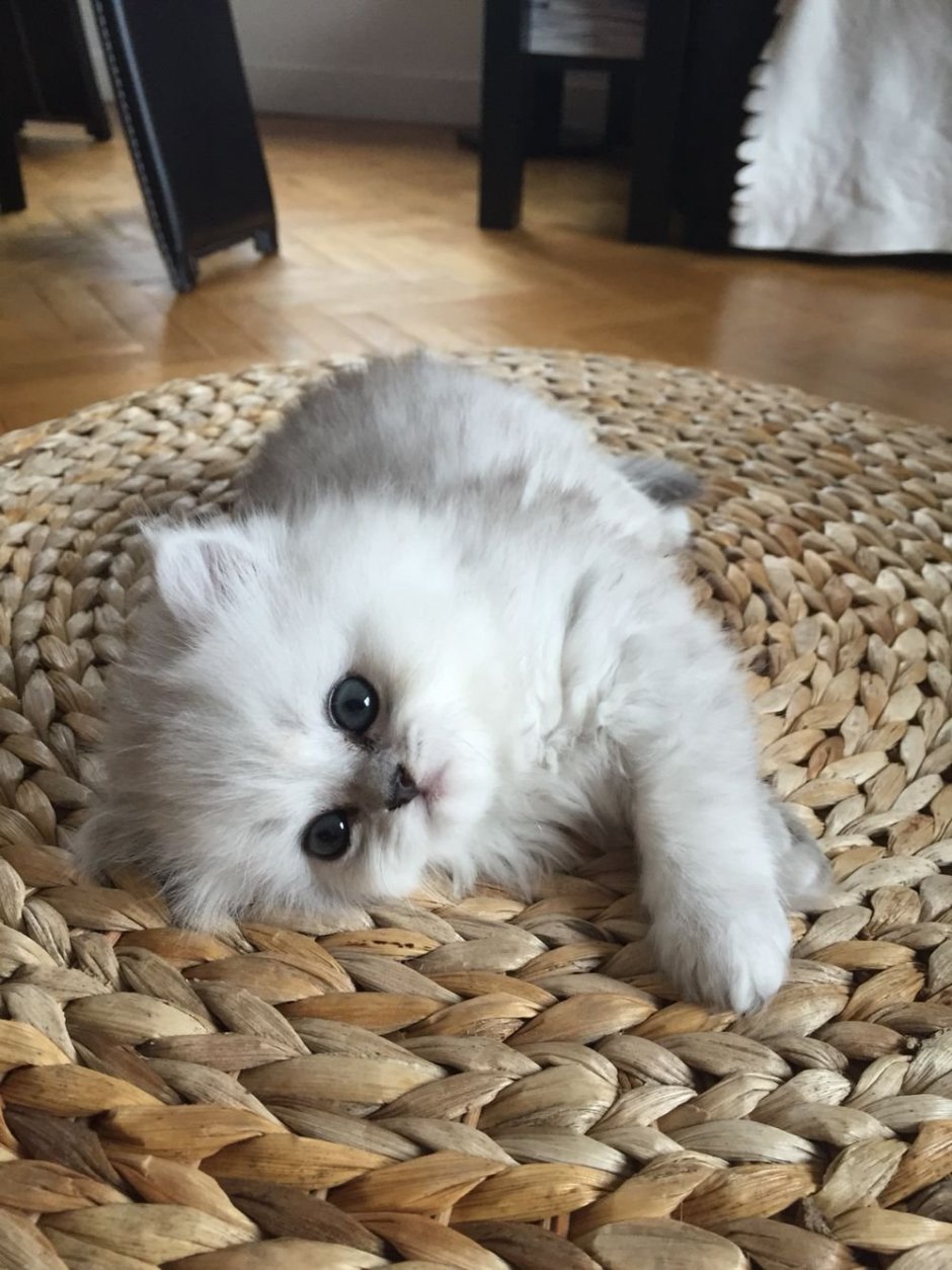 Котята милые и пушистые