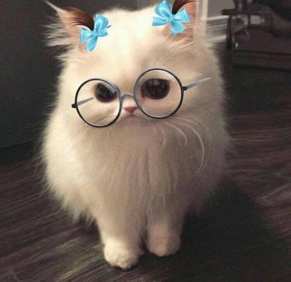 Коты сохраненки