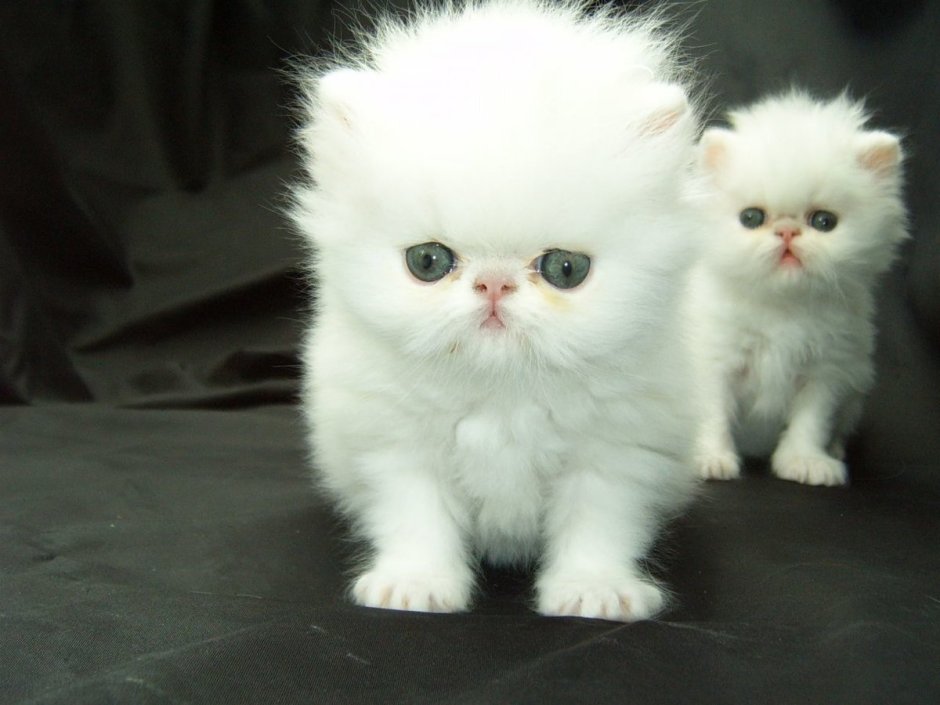 Котята персы Манчкин