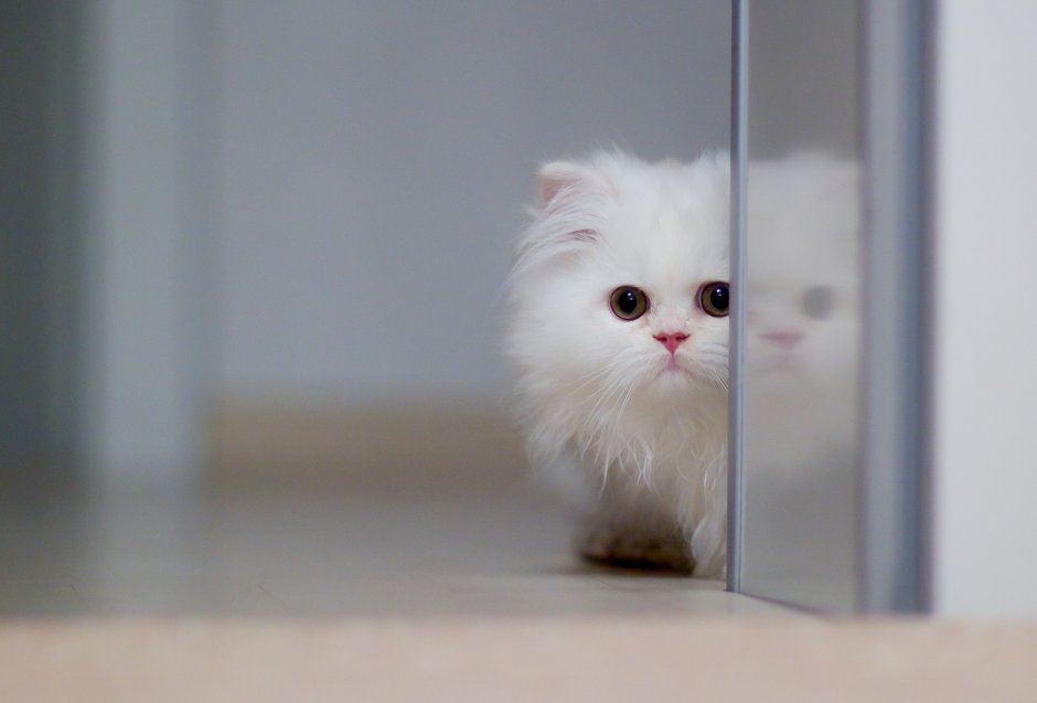 Маленькие котята пушистые