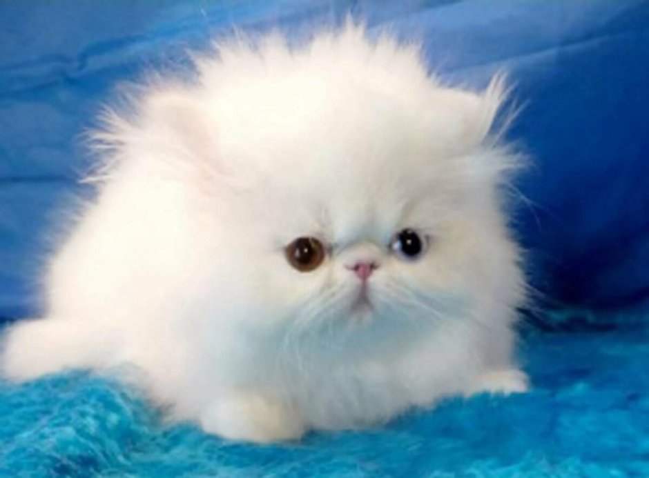 Персидские котята