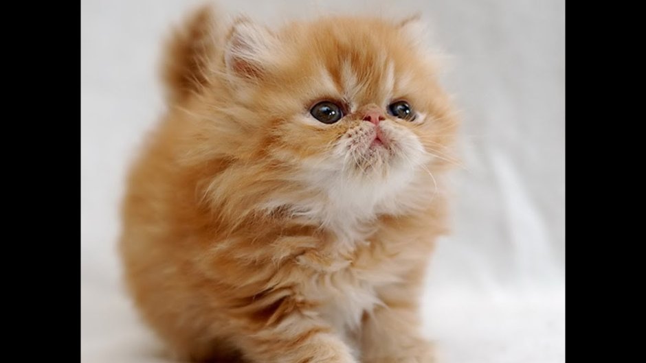 Маленькие персидские котята много