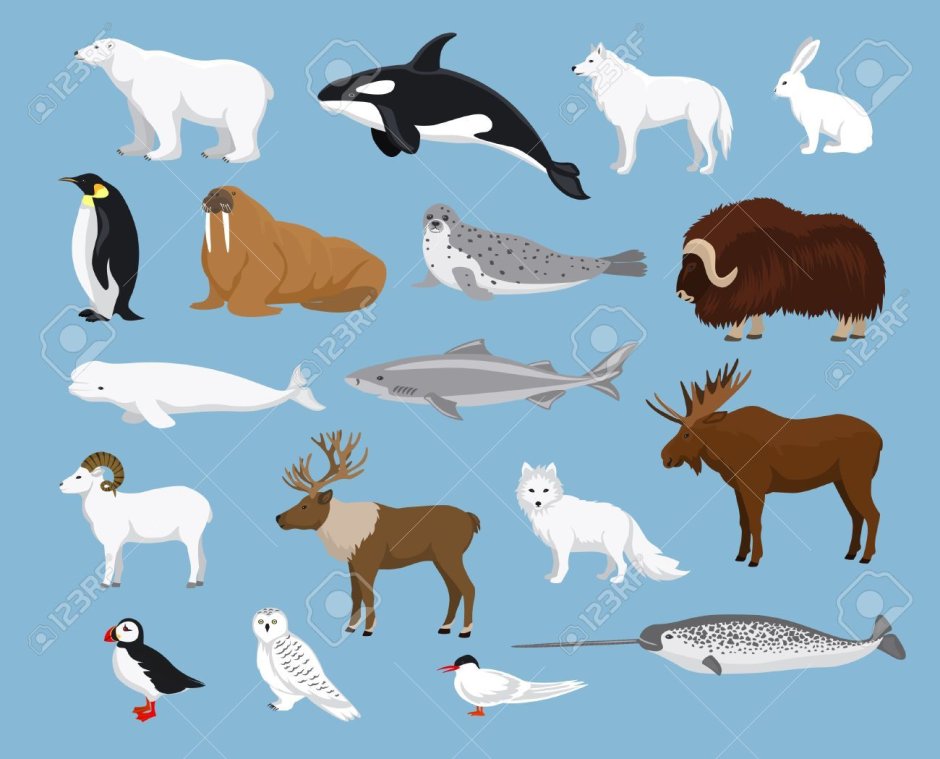 Nat geo Kids Polar Bear