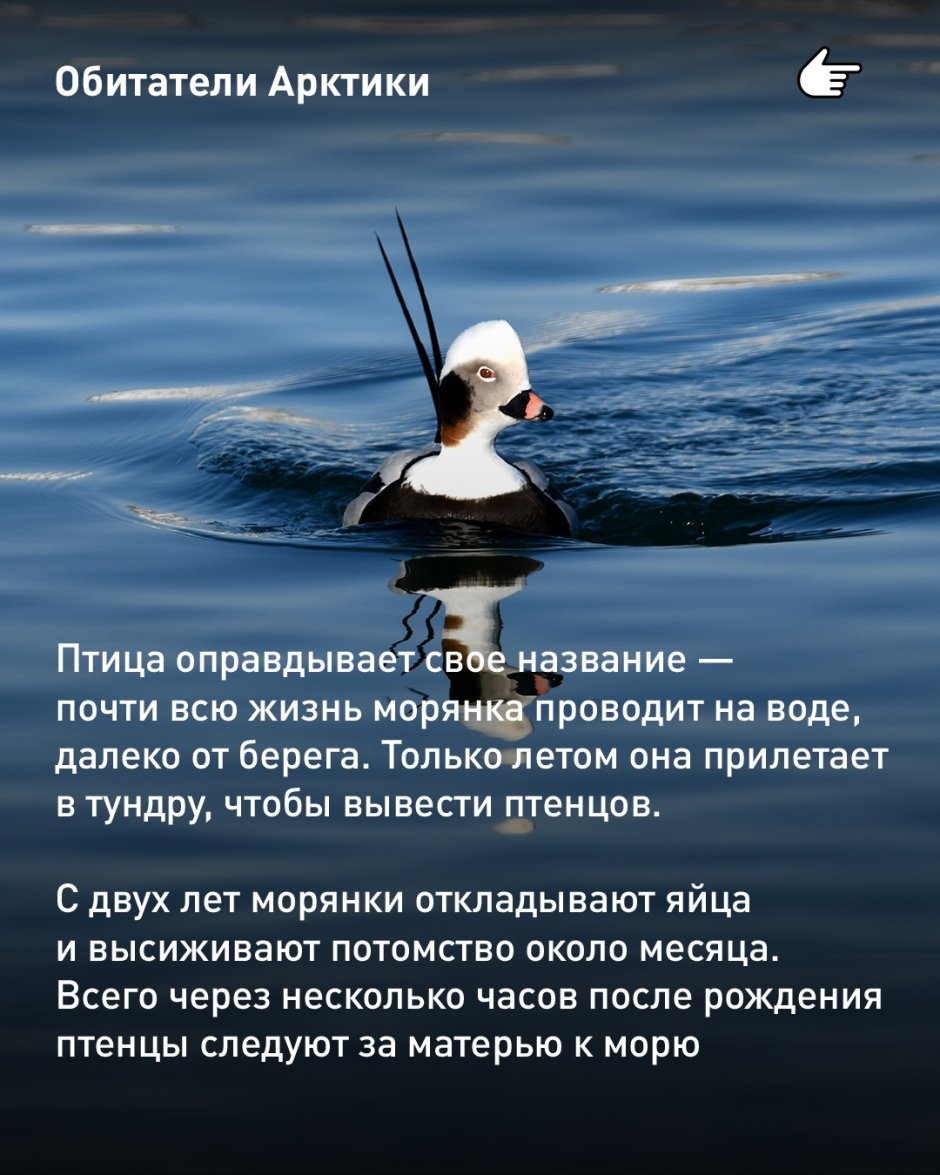 Сообщение о Арктике 4 класс